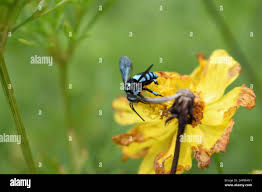 Attēlu rezultāti vaicājumam “Lamprotettix nitidulus”
