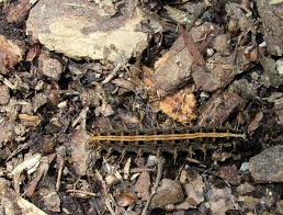 Attēlu rezultāti vaicājumam “Argynnis paphia larva”