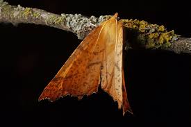 Attēlu rezultāti vaicājumam “Ennomos autumnaria”