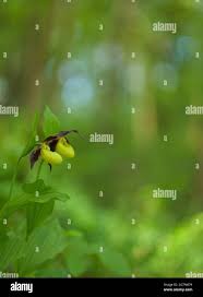 Attēlu rezultāti vaicājumam “Cypripedium calceolus leaf”
