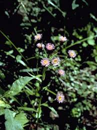 Attēlu rezultāti vaicājumam “Erigeron acris flower”