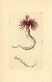 Attēlu rezultāti vaicājumam “Gordius aquaticus”