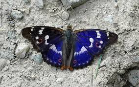 Attēlu rezultāti vaicājumam “Apatura ilia male”