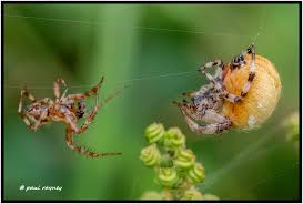 Attēlu rezultāti vaicājumam “Araneus quadratus male”