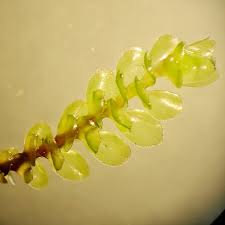 Attēlu rezultāti vaicājumam “Scapania”