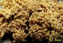 Attēlu rezultāti vaicājumam “Heterotrichia obvelata (syn. Arcyria obvelata)”