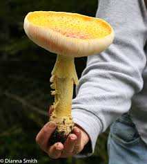 Attēlu rezultāti vaicājumam “Enteridium variabile macro”