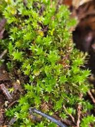 Attēlu rezultāti vaicājumam “Pohlia cruda”