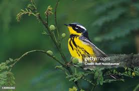 Image result for Dendroica magnolia