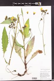 Attēlu rezultāti vaicājumam “Hieracium vulgatum”