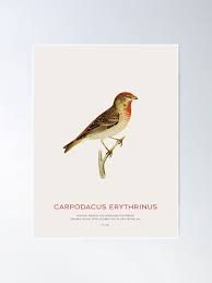 Attēlu rezultāti vaicājumam “Carpodacus erythrinus”