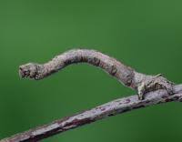 Attēlu rezultāti vaicājumam “Crocallis elinguaria larva”