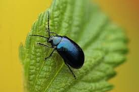 Attēlu rezultāti vaicājumam “Agelastica alni”