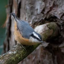 Image result for Sitta canadensis