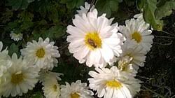 Image result for Chrysanthemum ptarmiciflorum