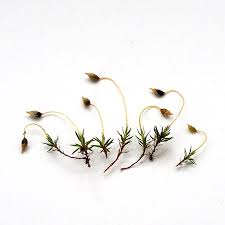 Attēlu rezultāti vaicājumam “Pogonatum dentatum”