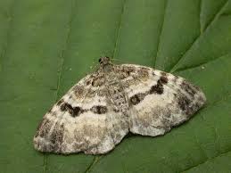 Attēlu rezultāti vaicājumam “Epirrhoe alternata”