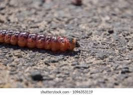 Attēlu rezultāti vaicājumam “Cossus cossus larva”