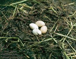 Attēlu rezultāti vaicājumam “Podiceps cristatus nest”
