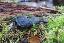 Attēlu rezultāti vaicājumam “Siphoptychium violaceum young”