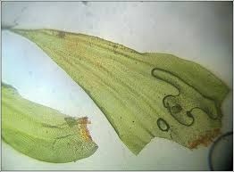 Attēlu rezultāti vaicājumam “Leucodon sciuroides”