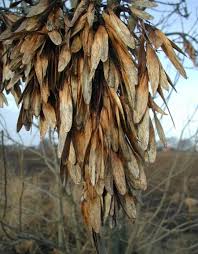 Attēlu rezultāti vaicājumam “Fraxinus excelsior fruit”