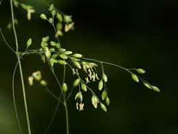 Attēlu rezultāti vaicājumam “Milium effusum”