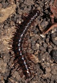 Attēlu rezultāti vaicājumam “Strongylosoma pallipes”