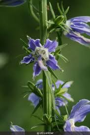Image result for Campanula americana