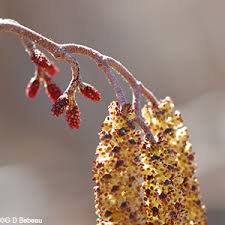Attēlu rezultāti vaicājumam “Alnus incana female flower”