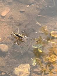 Attēlu rezultāti vaicājumam “Aquarius najas”