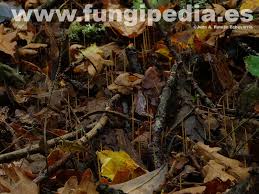 Attēlu rezultāti vaicājumam “Macrotyphula juncea”