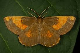 Attēlu rezultāti vaicājumam “Angerona prunaria”