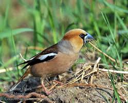 Attēlu rezultāti vaicājumam “Coccothraustes coccothraustes”