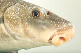 Image result for Cycleptus elongatus