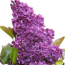 Attēlu rezultāti vaicājumam “Syringa reticulata subsp. amurensis”