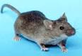 How To Get Rid Of Mice In Your House | Electronic Mouse Repeller