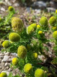 Attēlu rezultāti vaicājumam “Matricaria discoidea flower”