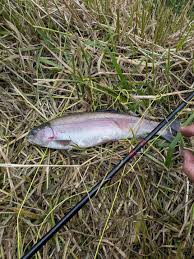 Image result for Annbank Angling Club