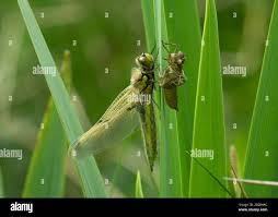 Attēlu rezultāti vaicājumam “Libellula quadrimaculata exuvia”