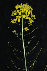 Attēlu rezultāti vaicājumam “Sisymbrium loeselii flower”