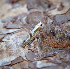 Attēlu rezultāti vaicājumam “Argyresthia pruniella”