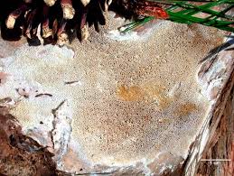 Attēlu rezultāti vaicājumam “Antrodia sinuosa”