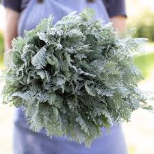 Image result for Chrysanthemum ptarmiciflorum