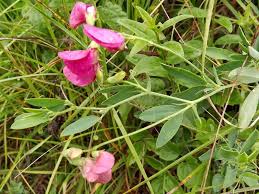 Attēlu rezultāti vaicājumam “Lathyrus tuberosus leaf”