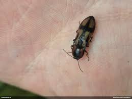 Attēlu rezultāti vaicājumam “Selatosomus cruciatus”