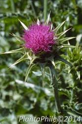 Attēlu rezultāti vaicājumam “Silybum marianum fruit”