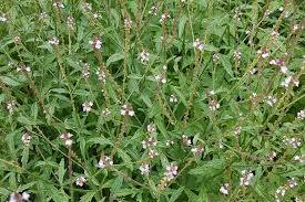 Image result for Verbena officinalis