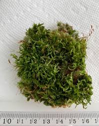 Attēlu rezultāti vaicājumam “Callicladium haldanianum sporophyte”