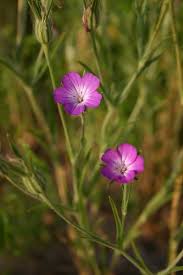 Image result for Agrostemma githago